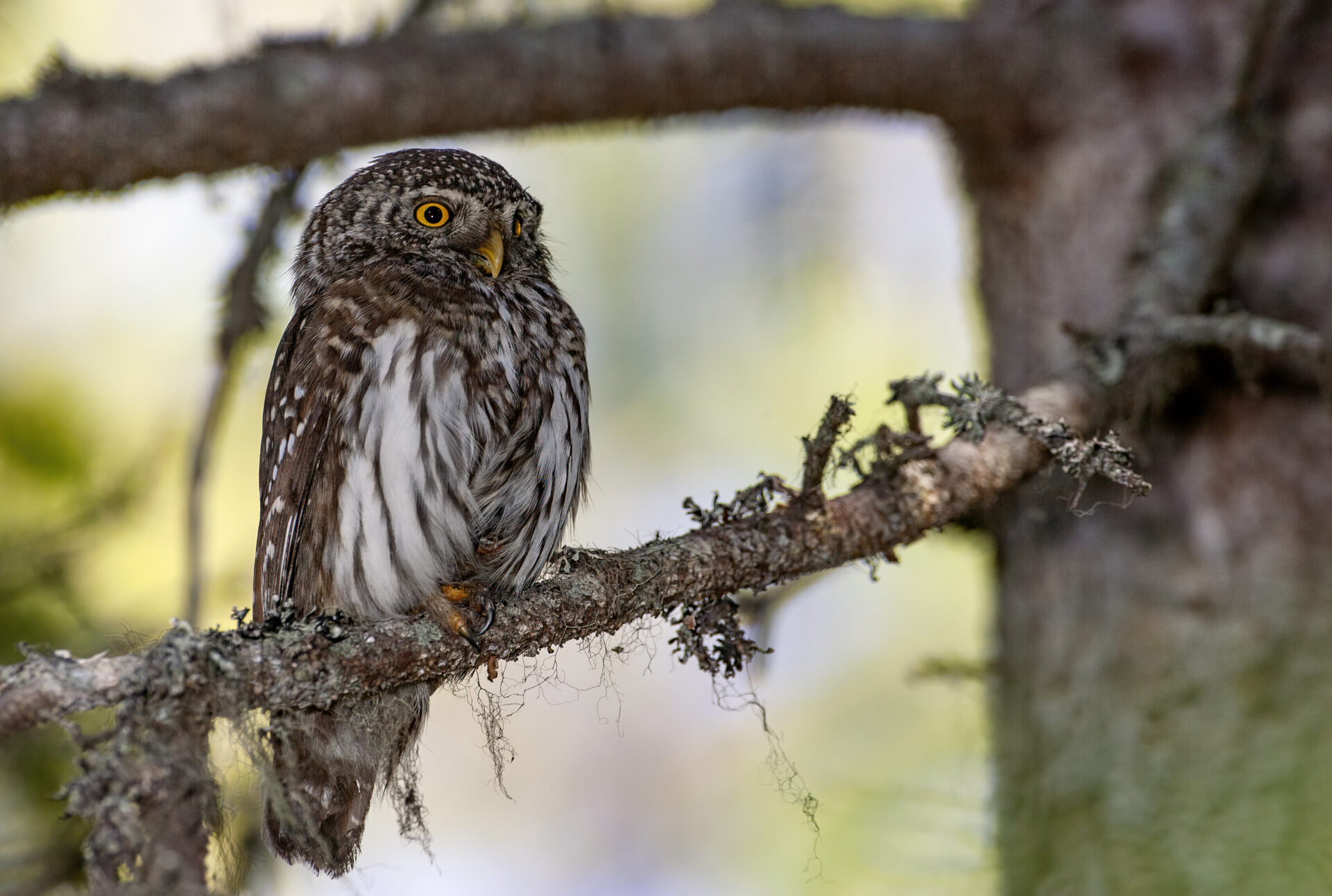 Eurasian pygmy owl, Finland